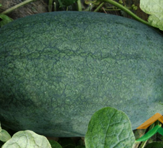 ���R����-���ϷN��-���R�r(n��ng)�I(y��)