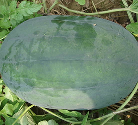 �R�S��̖-���ϷN��-���R�r�I(y��)