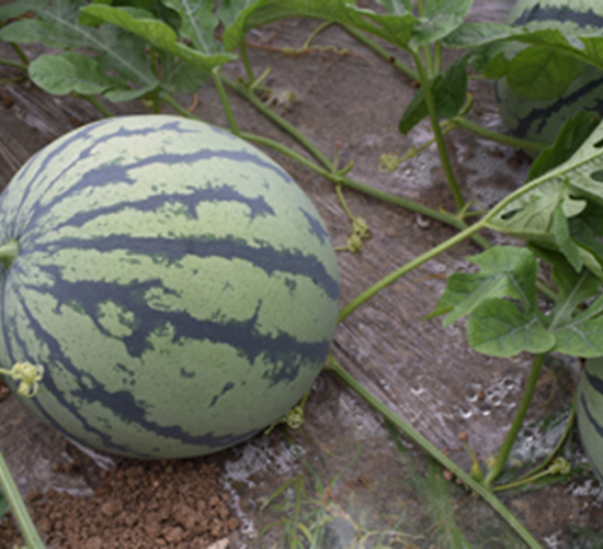 ���R998-���ϷN��-���R�r(n��ng)�I(y��)