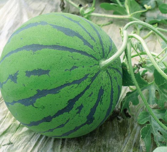 ���R101-���ϷN��-���R�r(n��ng)�I(y��)