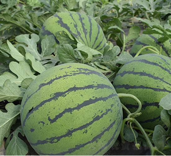 ����-���ϷN��-���R�r(n��ng)�I(y��)