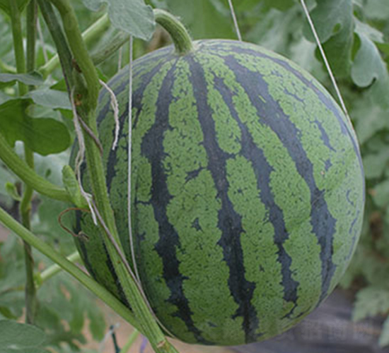 ����-���ϷN��-���R�r(n��ng)�I(y��)