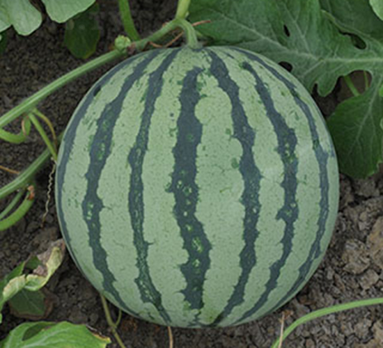 ���R�Ѷ�-���ϷN��-���R�r(n��ng)�I(y��)