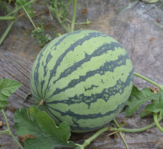 ��������8424-���ϷN��-���R�r(n��ng)�I(y��)