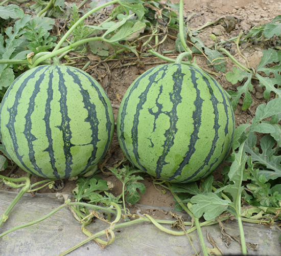 ��������8424-���ϷN��-���R�r(n��ng)�I(y��)