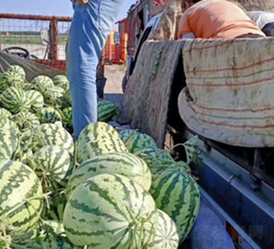 ���r(n��ng)��̖-���ϷN��-���R�r(n��ng)�I(y��)