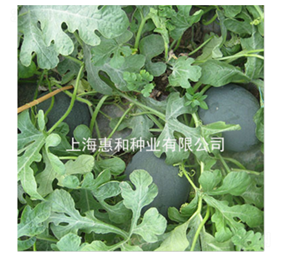 �ڌ�-���ϷN��-�ݺͷN�I(y��)