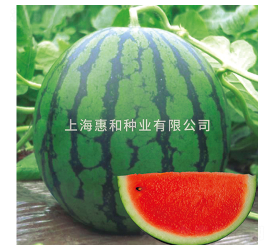 �P(y��ng)��2020-���ϷN��-�ݺͷN�I(y��)