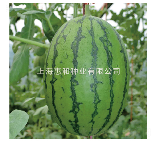 ���Ǵ���-���ϷN��-�ݺͷN�I(y��)