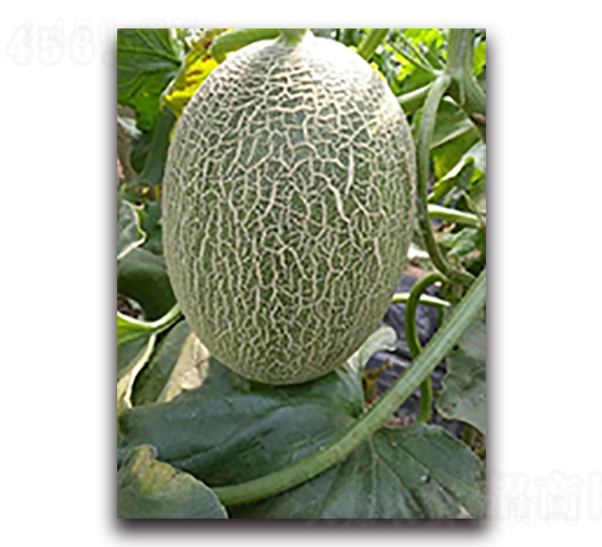 ����һ̖-��ϷN��-����N��