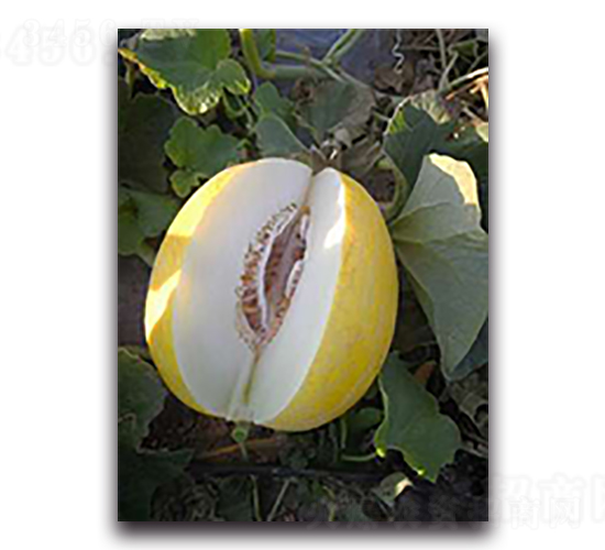 ��ѩ����-��ϷN��-����N��