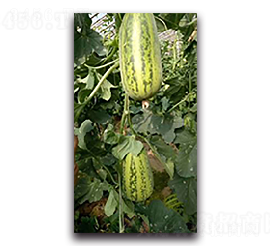 ����3̖-��ϷN��-����N��