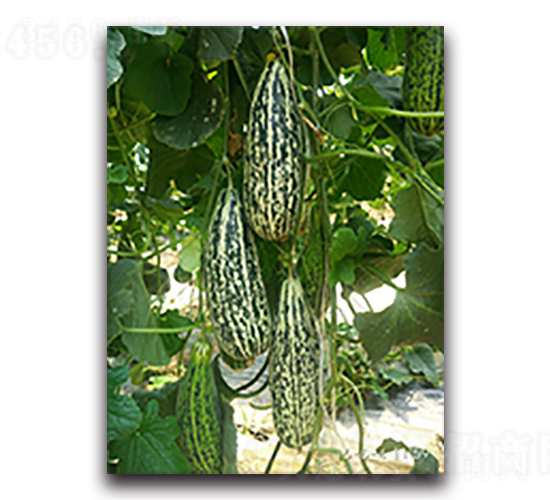 ����-��ϷN��-����N��