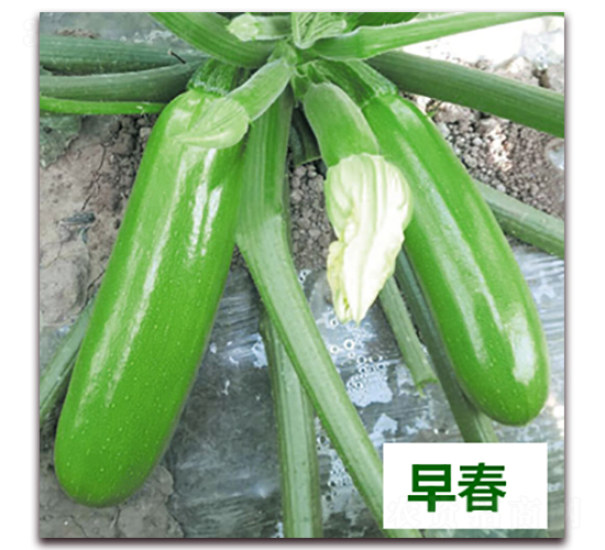 ����37̖(h��o)-�����J�N��-����N��