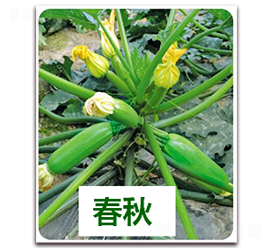 ����411-�����J�N��-����N��