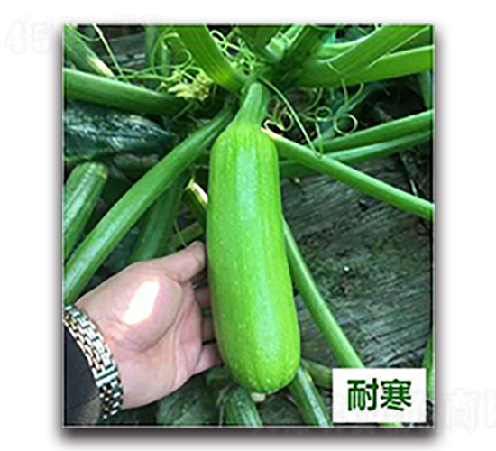 ����28̖-�����J�N��-����N��