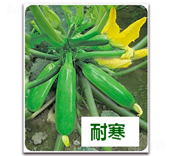 ����8̖-�����J�N��-����N��