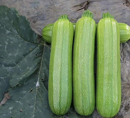 ����615-�����J�N��-����N��