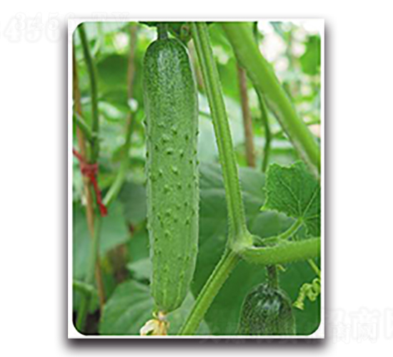 ��������-�S�ϷN��-����N��