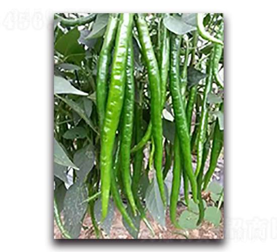 �ھ�����-�����N��-����N��