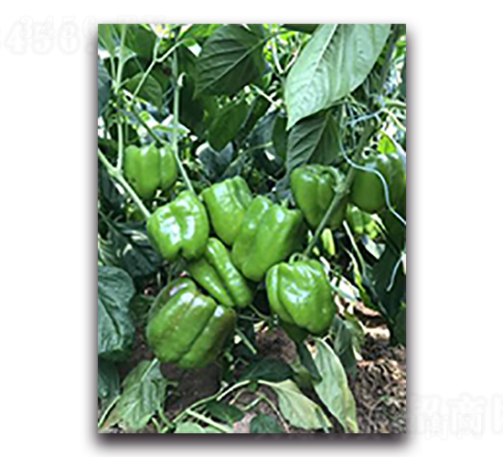 �н�1615-�����N��-����N��