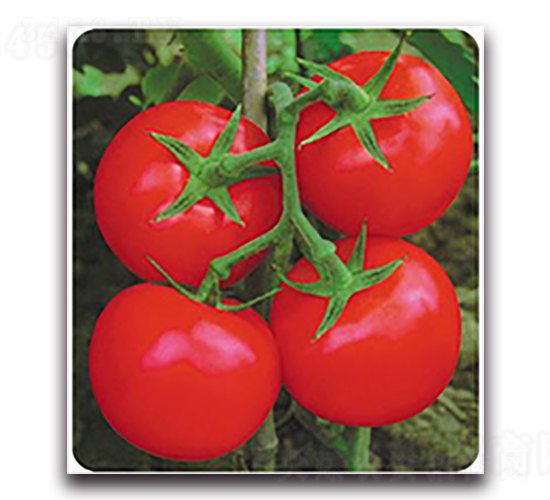 �t��-���ѷN��-����N��