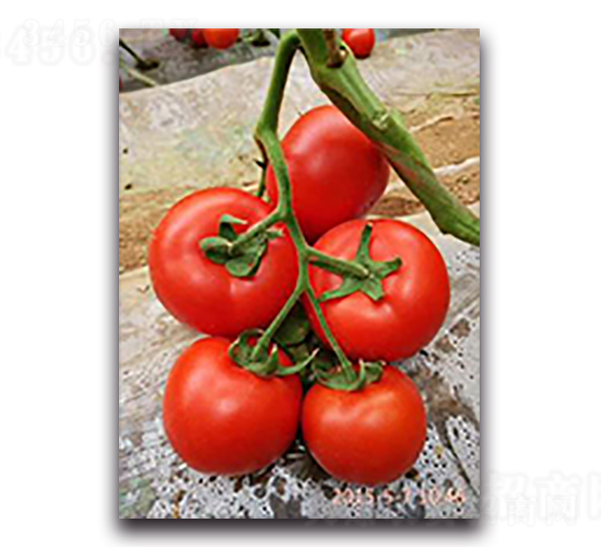 �t�P-���ѷN��-����N��