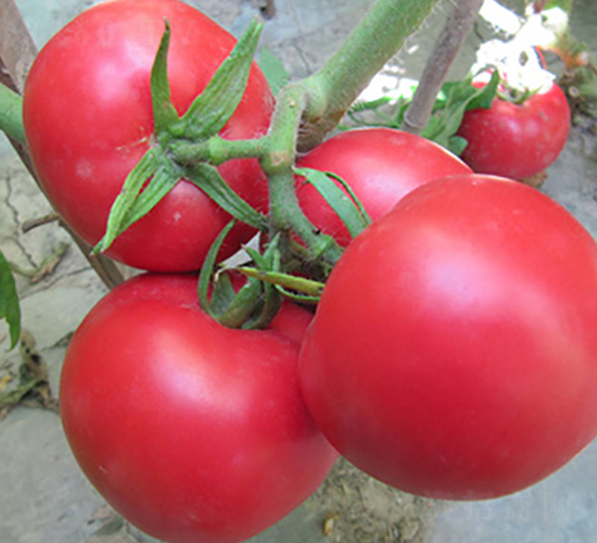 ���718-���ѷN��-����N��