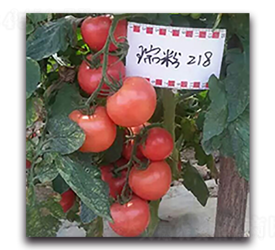 ���218-���ѷN��-����N��