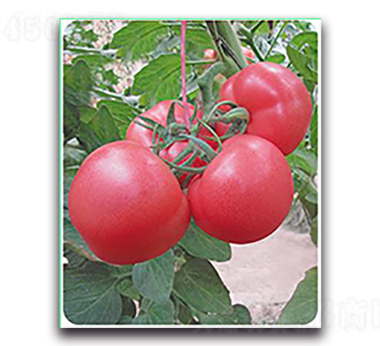 ���762-���ѷN��-����N��