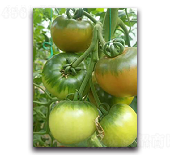 �G��-���ѷN��-����N��