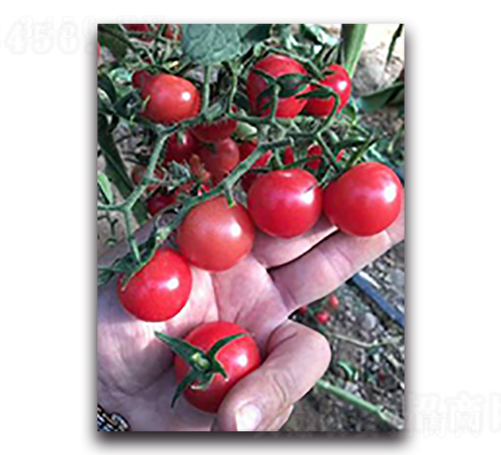 ��ؐ��-���ѷN��-����N��