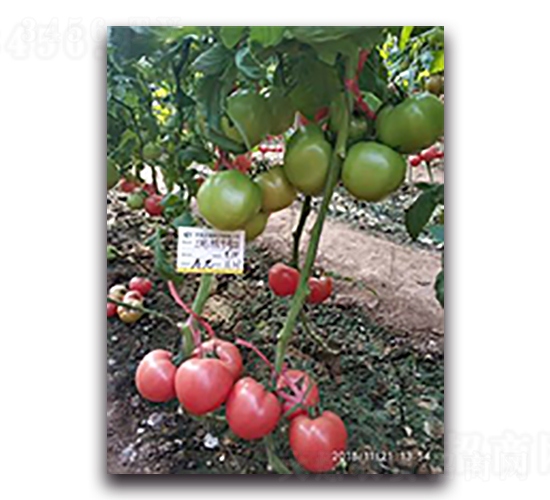 ���9̖-���ѷN��-����N��