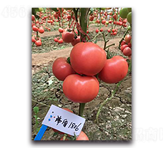 ���1806-���ѷN��-����N��