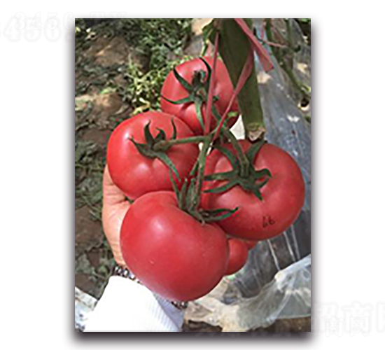 ���66-���ѷN��-����N��