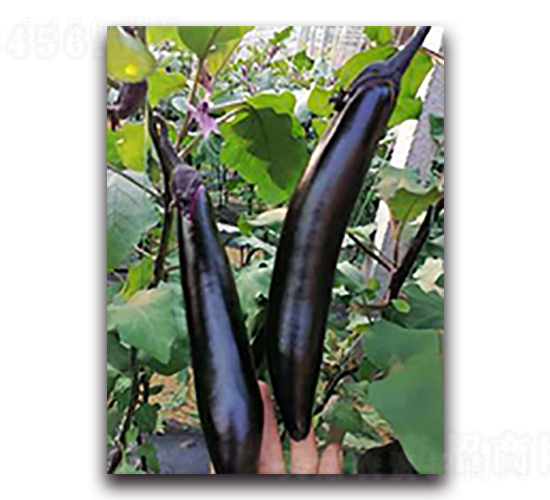 �ڿ�1604-���ӷN��-����N��