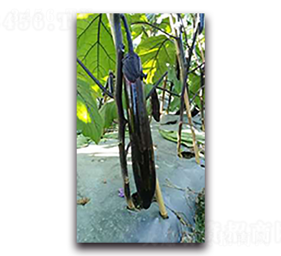 ����s��-���ӷN��-����N��