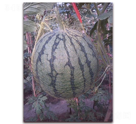 �S���-���ϷN��-��ʥ��