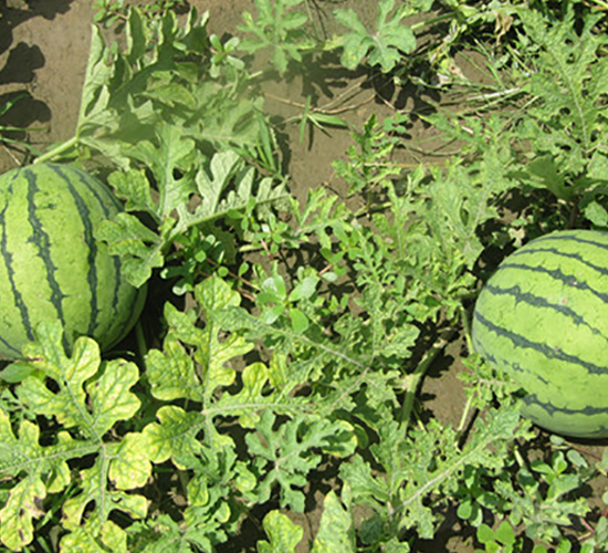 ����-���ϷN��-��ʥ��