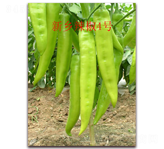 ���l(xi��ng)����4̖-�����N��-��ʥ��