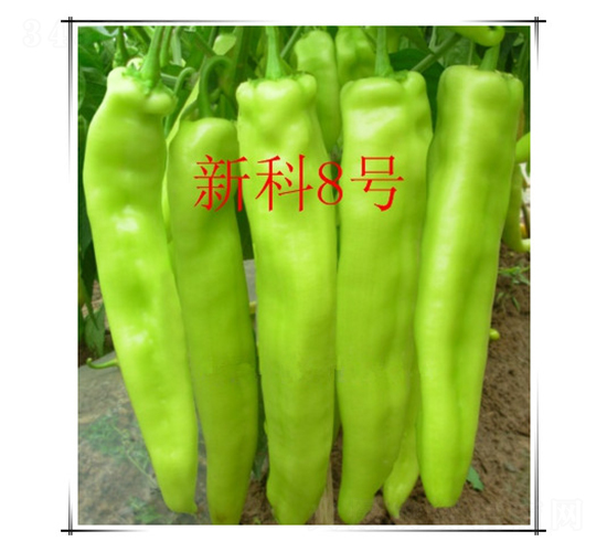 �¿�8̖-�����N��-��ʥ��