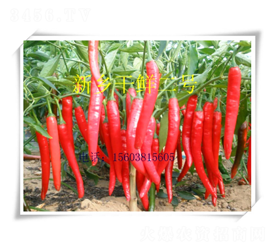 �¿Ƹ��r��̖-�����N��-��ʥ��