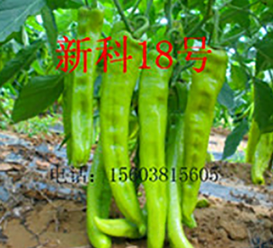 �¿�18̖-�����N��-��ʥ��