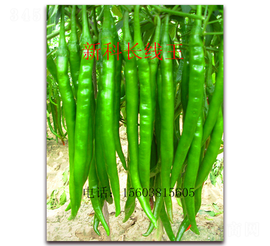 �¿��L(zh��ng)����-�����N��-��ʥ��