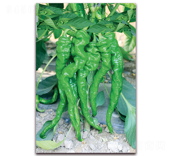 �¿��ݴ�-�����N��-��ʥ��