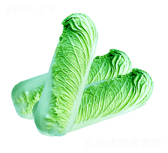 ���l(xi��ng)903-�ײ˷N��-��ʥ��