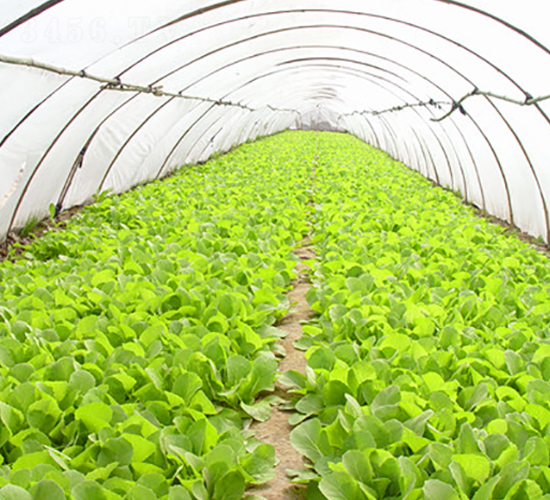 ����56-�ײ˷N��-��ʥ��