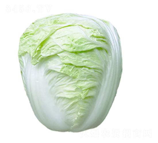 ����58-�ײ˷N��-��ʥ��