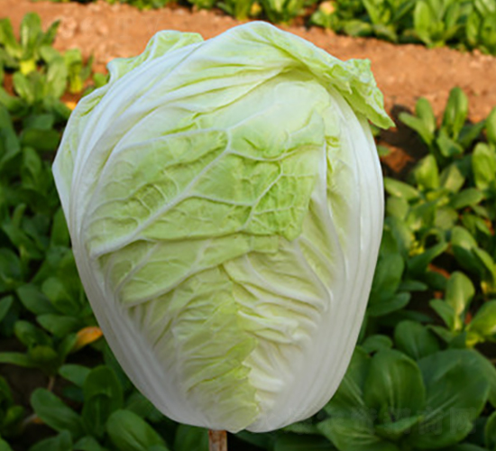 ����59-�ײ˷N��-��ʥ��