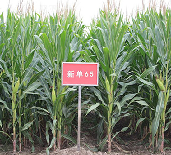 ��65-���׷N��-��ʥ��